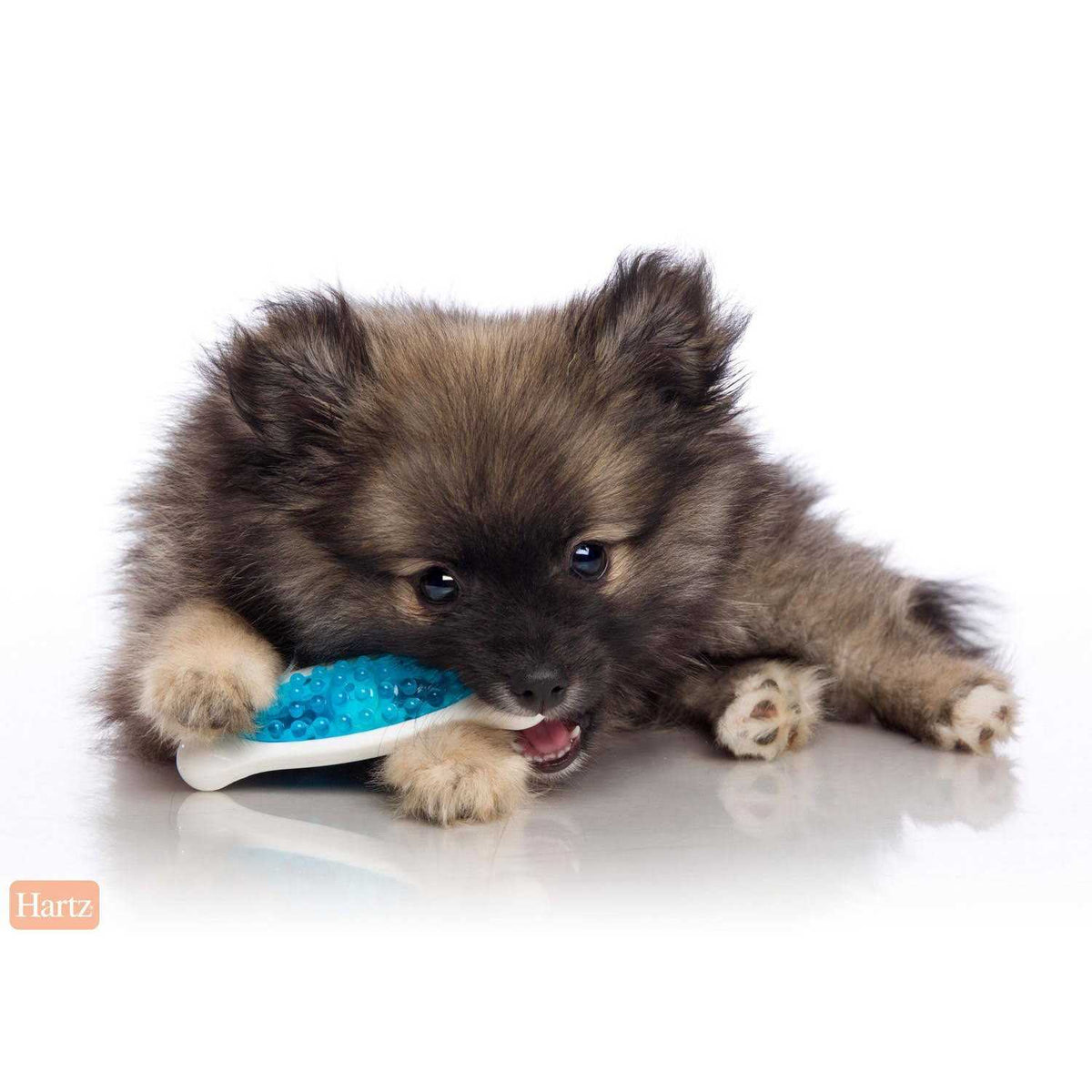 Dog Chew Toy C882