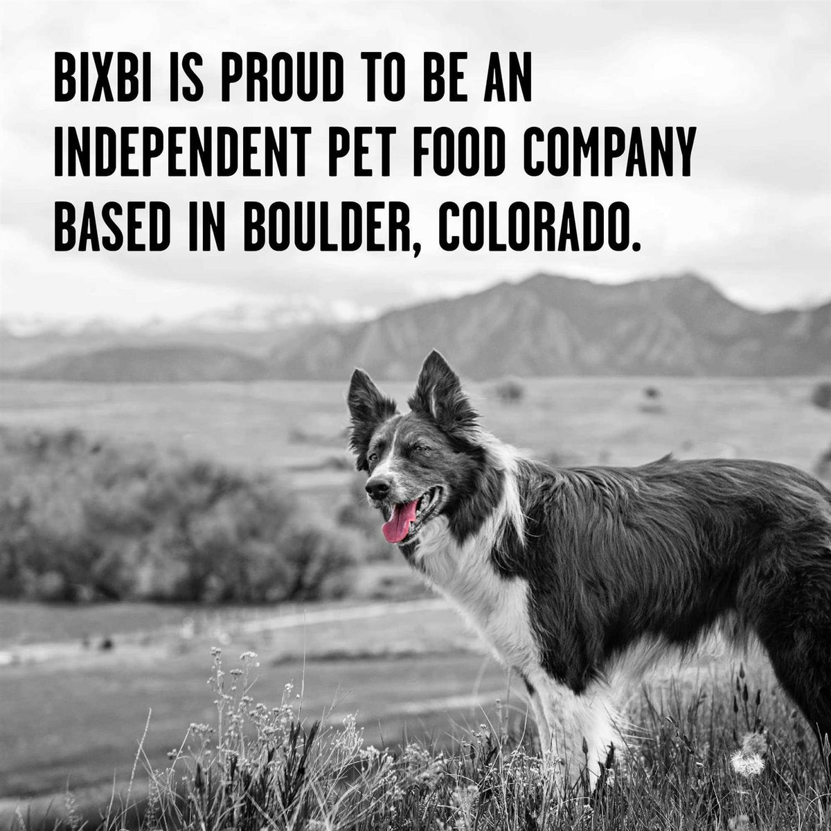 Dry Dog Food D918