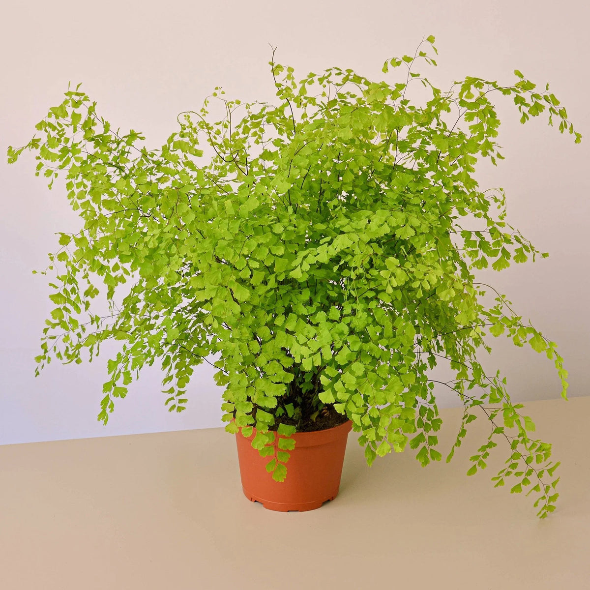 6" Pot Maidenhair Fern F5247
