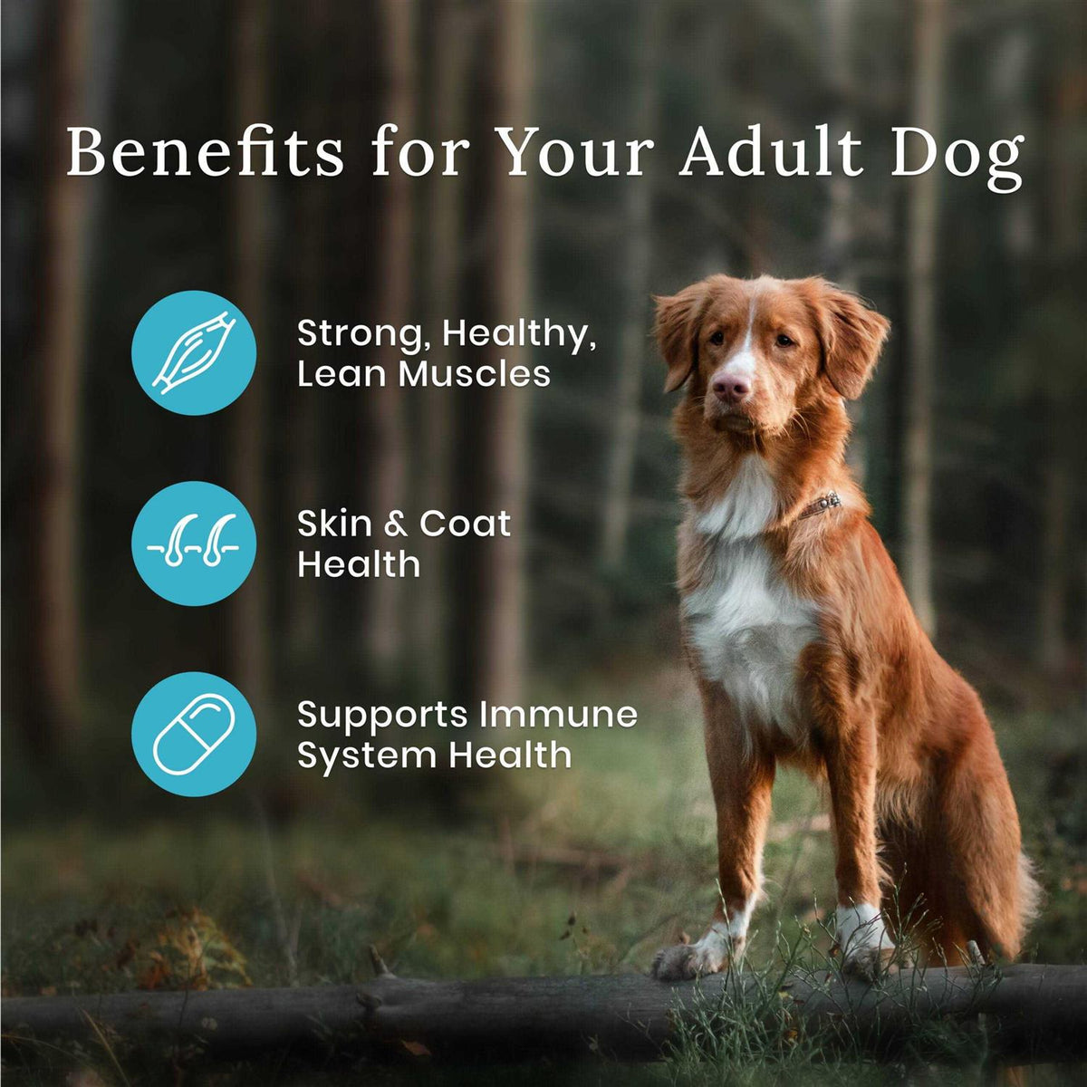 Dog Food Q203108