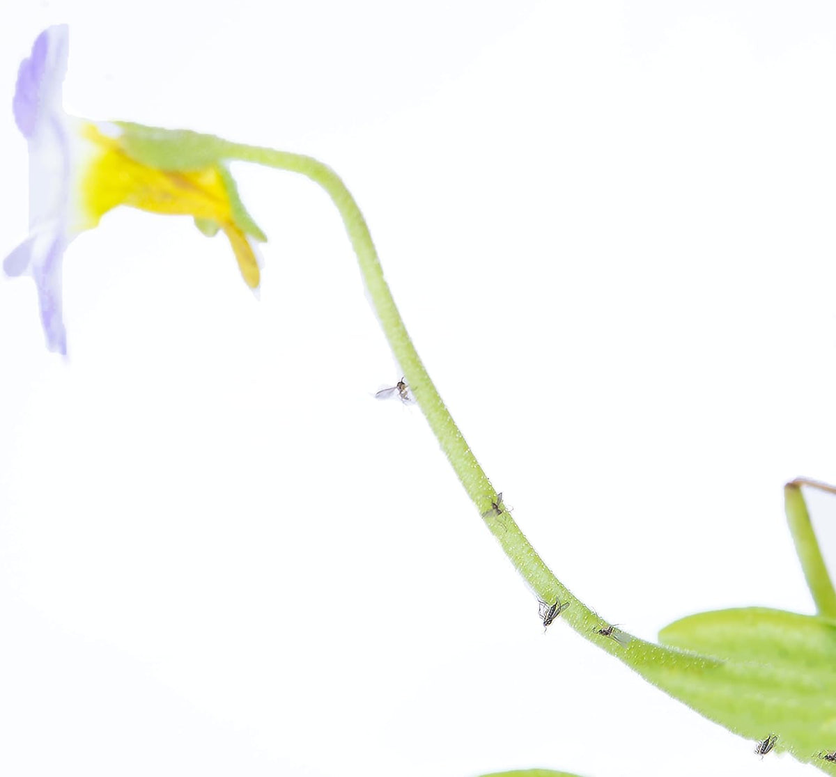 Venus Flytrap Butterwort Combo Live Carnivorous Plants E61942