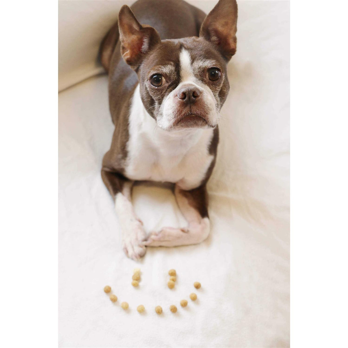 Protein Puffs Dog Treats D158