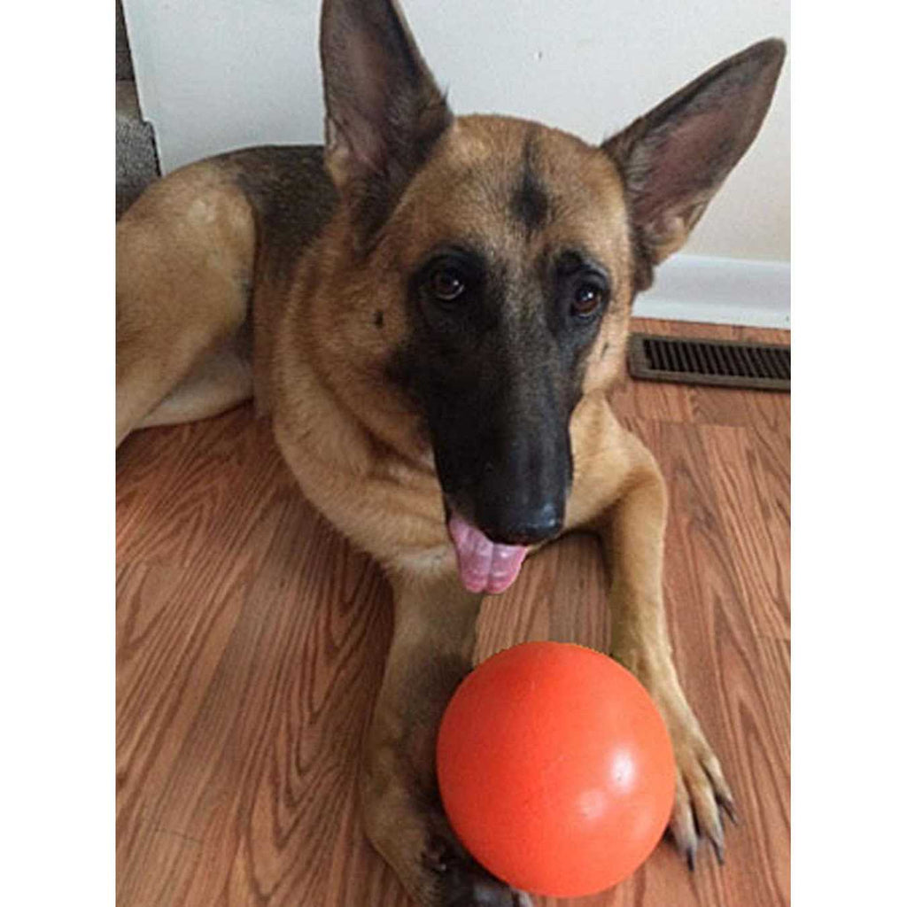 Color Varies 6-in Dog Toy W591105