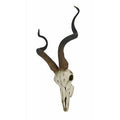Kudu Antelope Skull Wall Décor X610