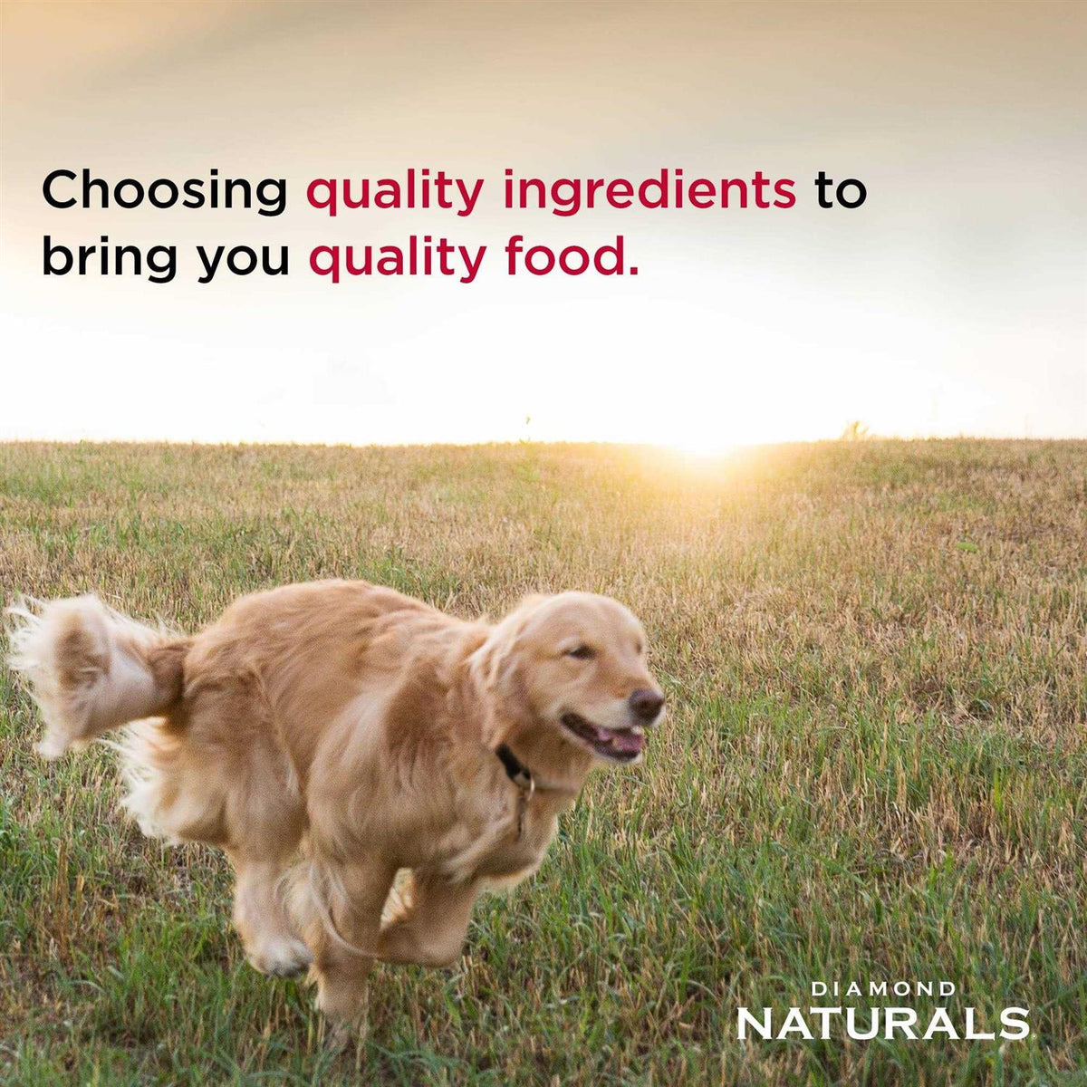 Lamb Meal & Rice Adult Dog Food A14284