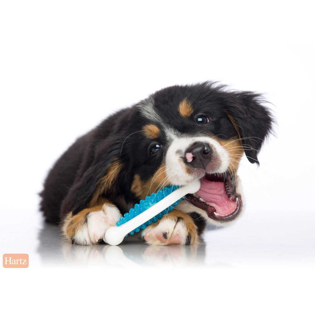 Dog Chew Toy C882