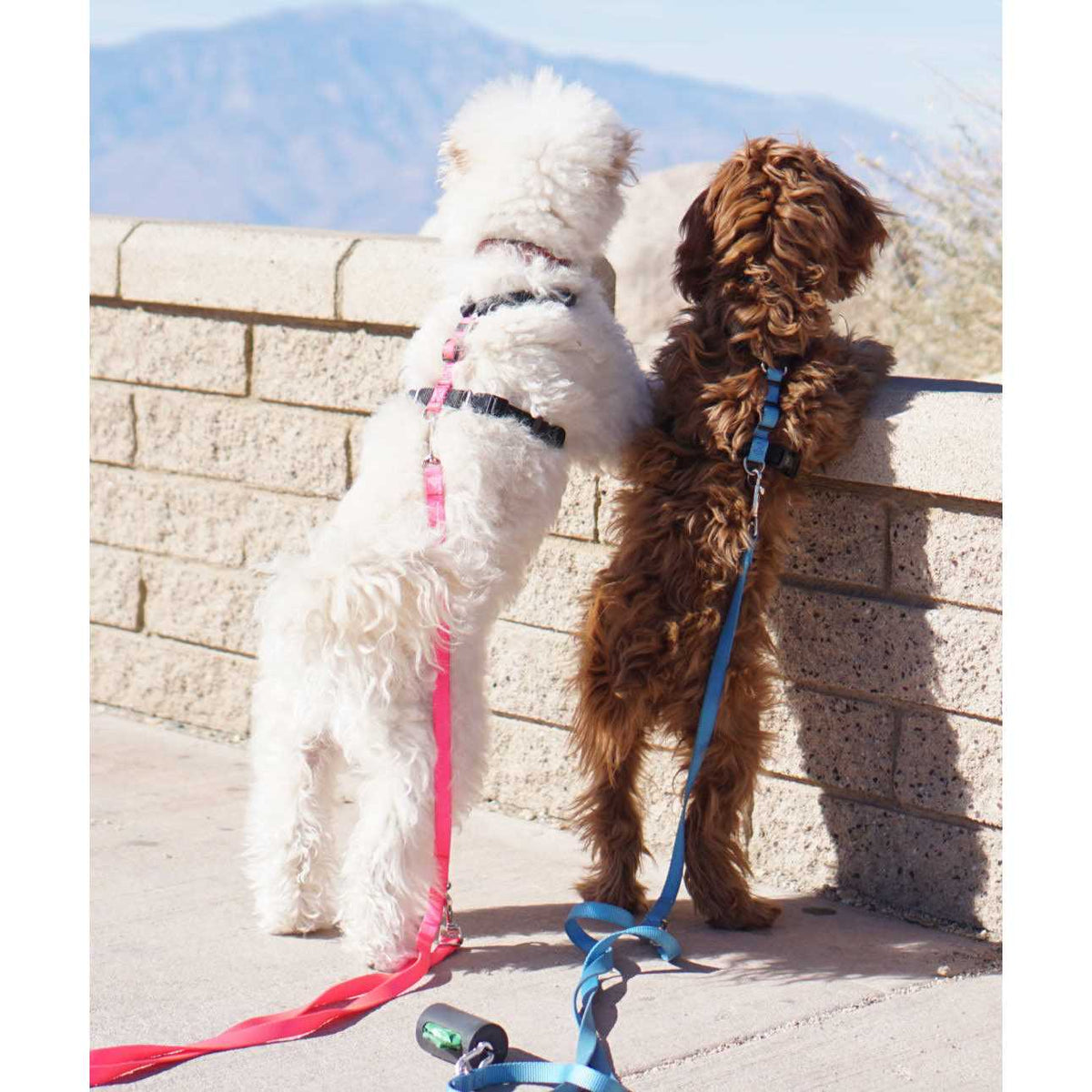 Buckle-Neck No-Pull Dog Harness W9685