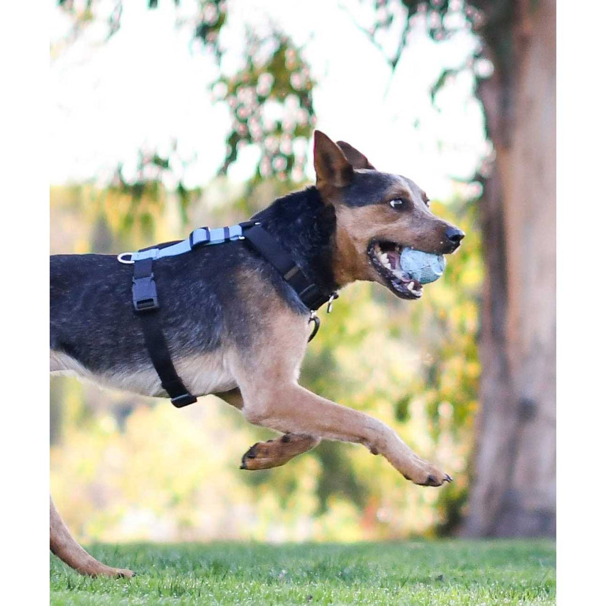 Buckle-Neck No-Pull Dog Harness W9685